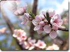 写真：兼六園の桜